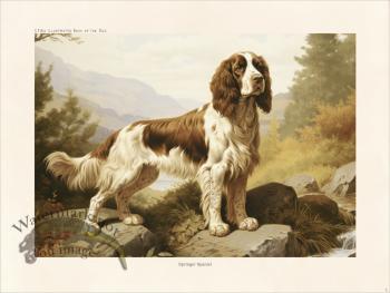 CFA Dog Britany Spaniel 03